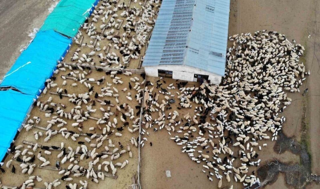 2024 Yılı Kuzu-Oğlak Destekleme İcmalleri Askıya Alındı! 2024 yılı birinci dönem kuzu-oğlak destekleme icmalleri, Bayburt İl Tarım