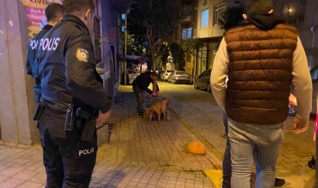 Balıkesir'in Bandırma ilçesinde, tasmasından kurtulan bir pitbull, sokak köpeğine saldırdı.