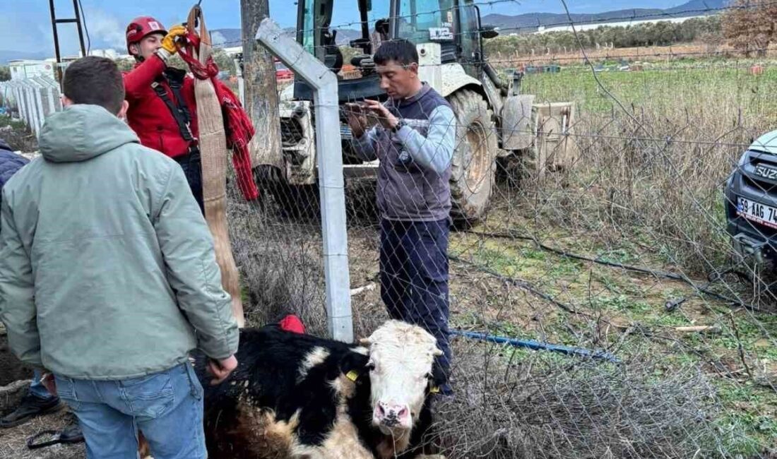 Gömeç’te Su Kuyusuna Düşen İnek, İtfaiye Ekipleri Tarafından Kurtarıldı Balıkesir’in Gömeç ilçesindeki bir çiftlikte, su kuyusuna düşen 400 kiloluk