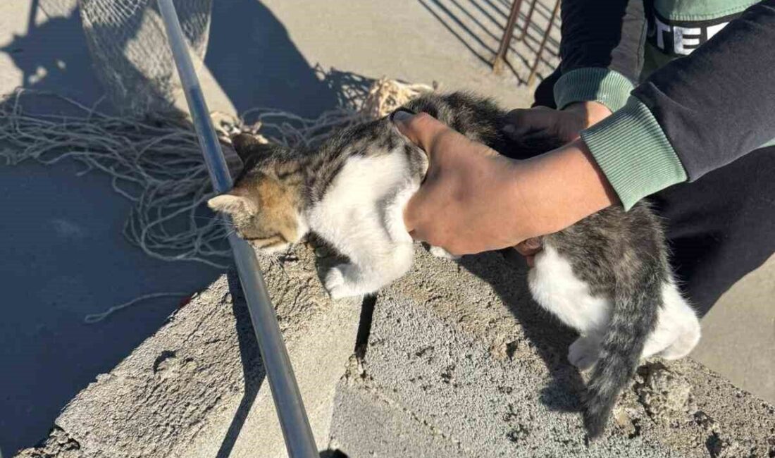 Batman’da havalandırma boşluğuna düşen kedi, itfaiye tarafından başarılı bir şekilde kurtarıldı. Batman'da bir apartmanın havalandırma boşluğuna düşen kedi, itfaiye ekipleri tarafından