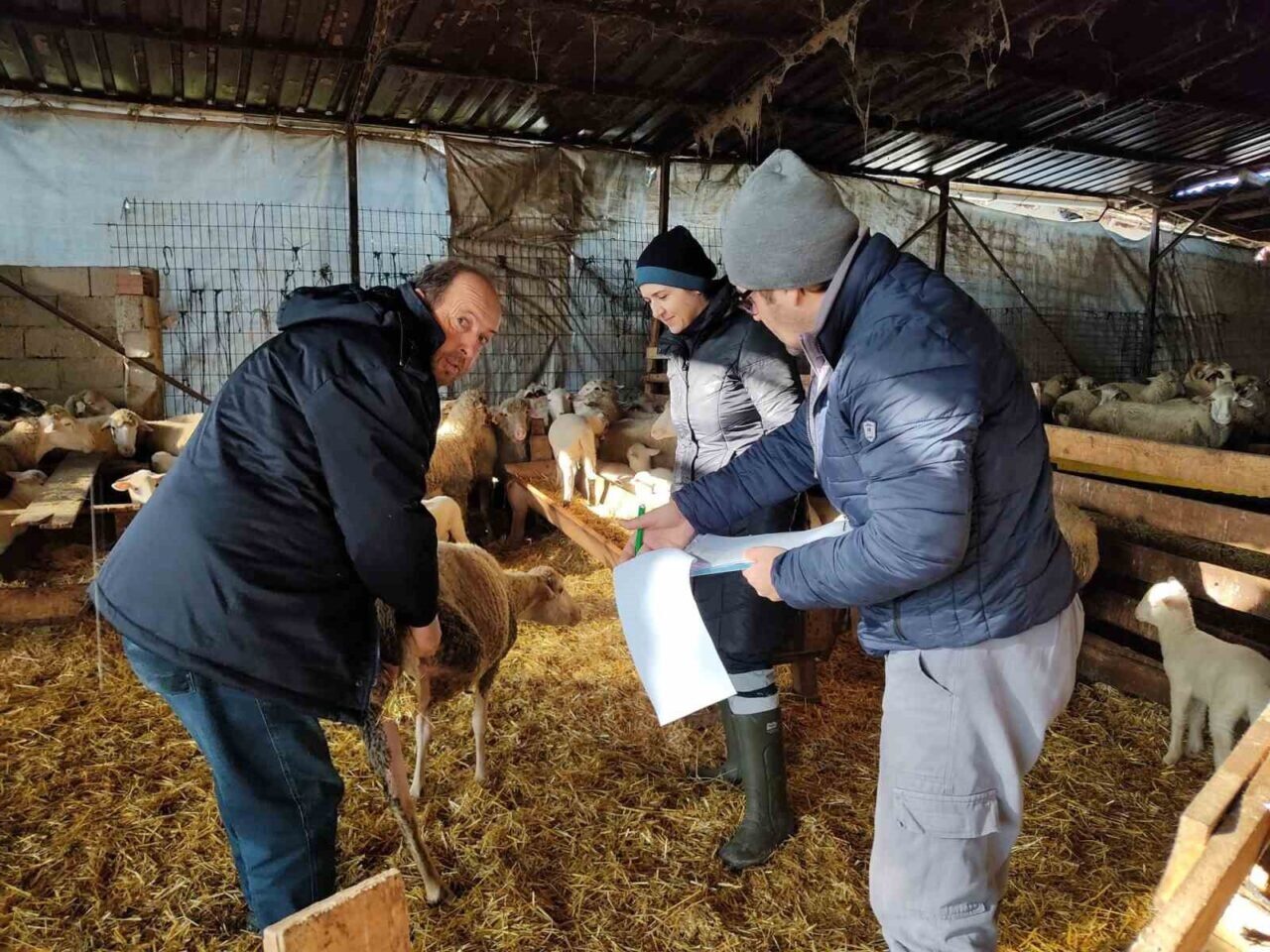 Kırklareli Tarım ve Orman İl Müdürlüğü, Lüleburgaz'daki işletmelerdeki büyükbaş ve