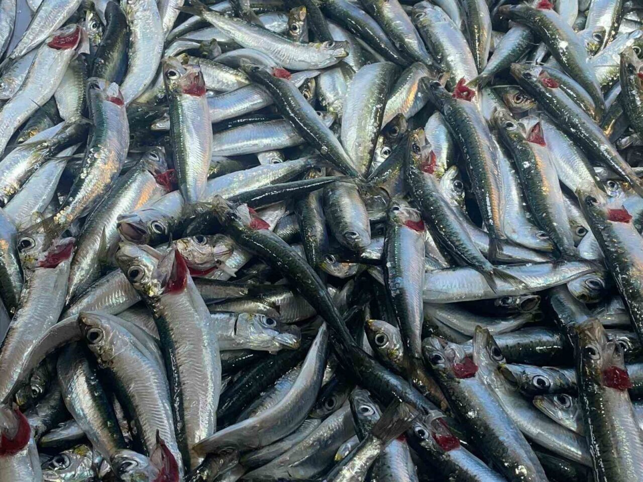 Tarım ve Orman Bakanlığı, Ocak ayında tüketilmesi önerilen balıkları açıkladı.