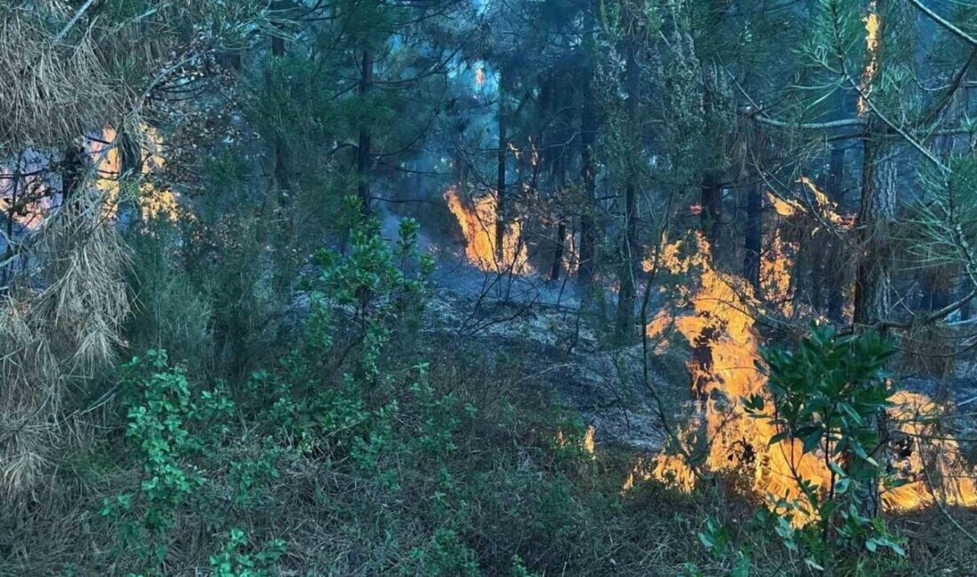 İzmit’te Ormanlık Alanda Çıkan Yangın Kısa Sürede Kontrol Altına Alındı Kocaeli'nin İzmit ilçesindeki Umuttepe Harmancık Tepe mevkisinde çıkan yangın, itfaiye