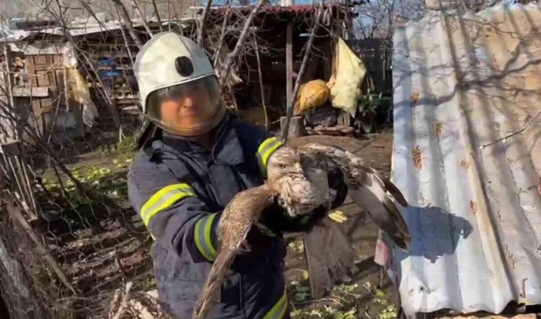Ünye’de İtfaiye Ekipleri, Kümeste Mahsur Kalan Yırtıcı Kuşu Kurtardı Ordu'nun Ünye ilçesinde, bir evin bahçesindeki kümeste mahsur kalan doğan,
