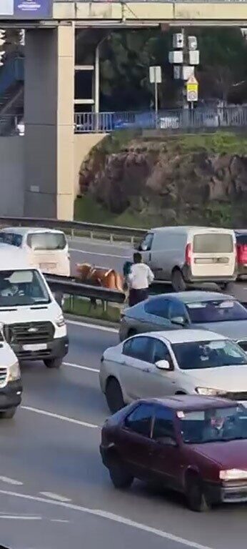 Maltepe E5 karayolu üzerinde bir büyükbaş hayvan, sahibini peşine takarak