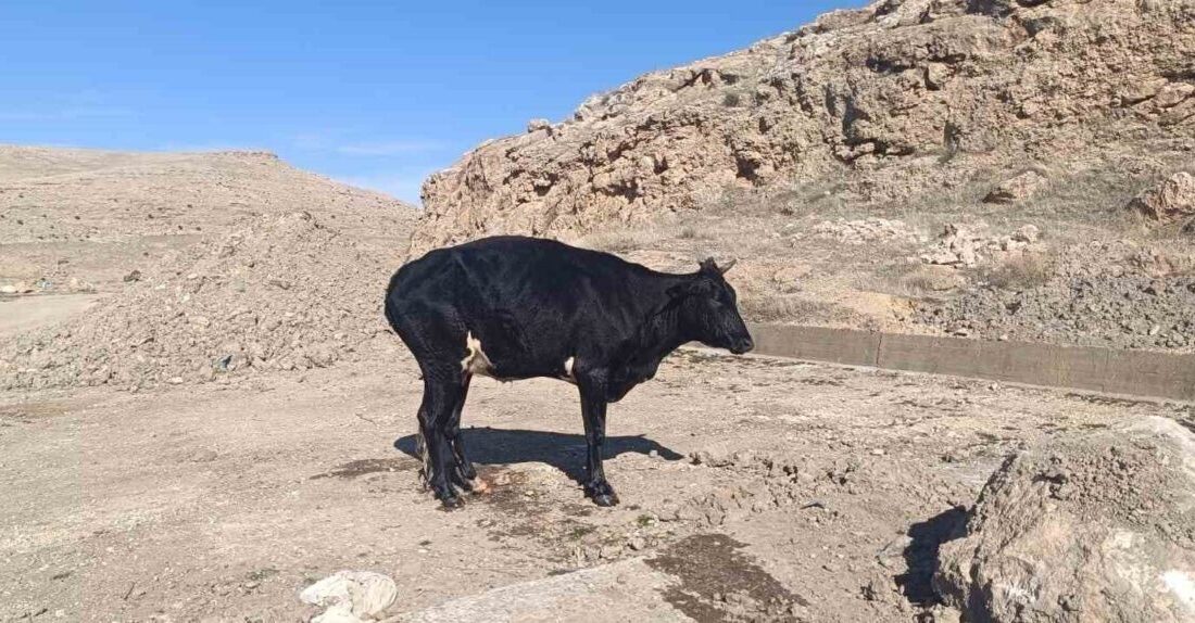 Nusaybin’de Sulama Kanalına Düşen İnek, İtfaiye Ekiplerinin Çabalarıyla Kurtarıldı Mardin'in Nusaybin ilçesinde Gürün Mahallesi'ndeki sulama kanalına düşen bir inek,