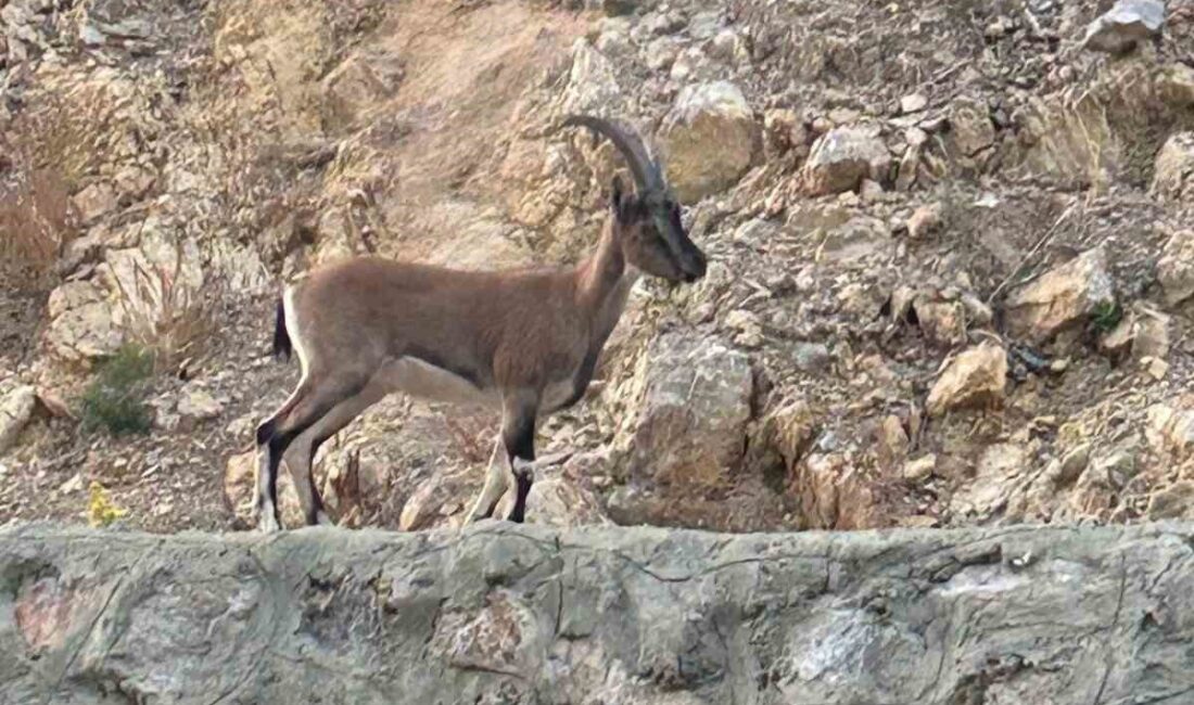 Yaban Keçisini Avlayan Kişi, Jandarmaya “Domates Yıkıyordum” Dedi, 661 Bin TL Ceza Aldı Antalya'nın Gündoğmuş ilçesinde yaban keçisi avladığı belirlenen bir kişi, jandarmaya