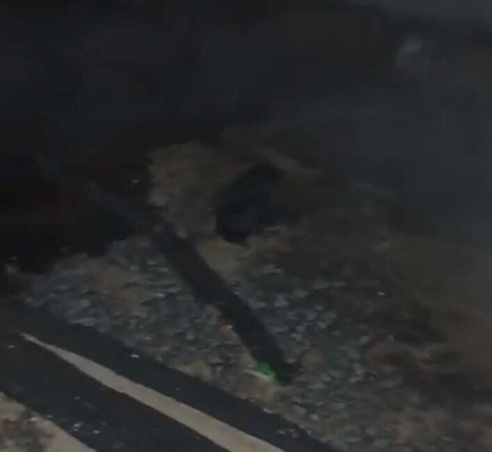 Suruç’ta Ahırda Çıkan Yangın, İtfaiyenin Zamanında Müdahalesi ile Söndürüldü Şanlıurfa'nın Suruç ilçesinde bir ahırda çıkan yangın, itfaiye ekiplerinin hızlı