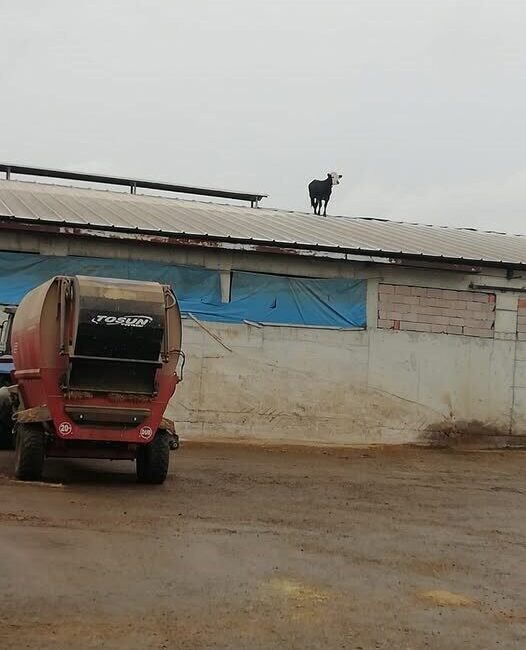 Çerkeş’te Aşı Yüzünden Çatıya Çıkan Dana Uzun Süre Uğraşı Sonucu İndirildi Çankırı'nın Çerkeş ilçesinde aşıdan kaçan bir dana, mandıranın çatısına çıkarak