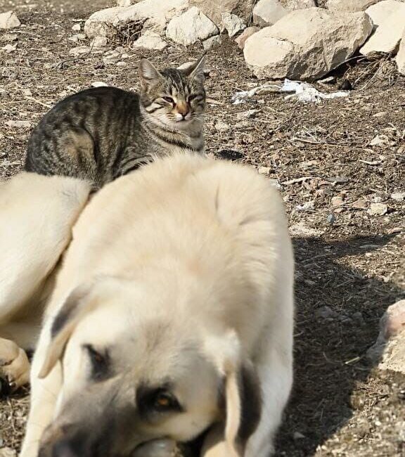 Pertek’te kedi ve köpeğin sıradışı dostluğu sosyal medyada ilgi odağı oldu. Tunceli'nin Pertek ilçesinde, Erdem Gül'ün beslediği kedi ve köpeğin dostlukları