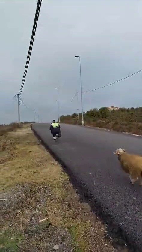 Beykoz'da temizlik işçileri, bir koçun peşlerinden koşmasıyla komik anlar yaşadı.