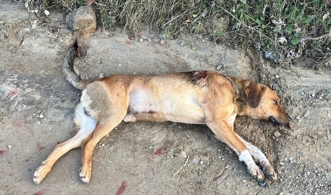 Balıkesir'in Erdek ilçesindeki Kirazlı Manastırı yakınlarında yaralı bir sokak köpeği,