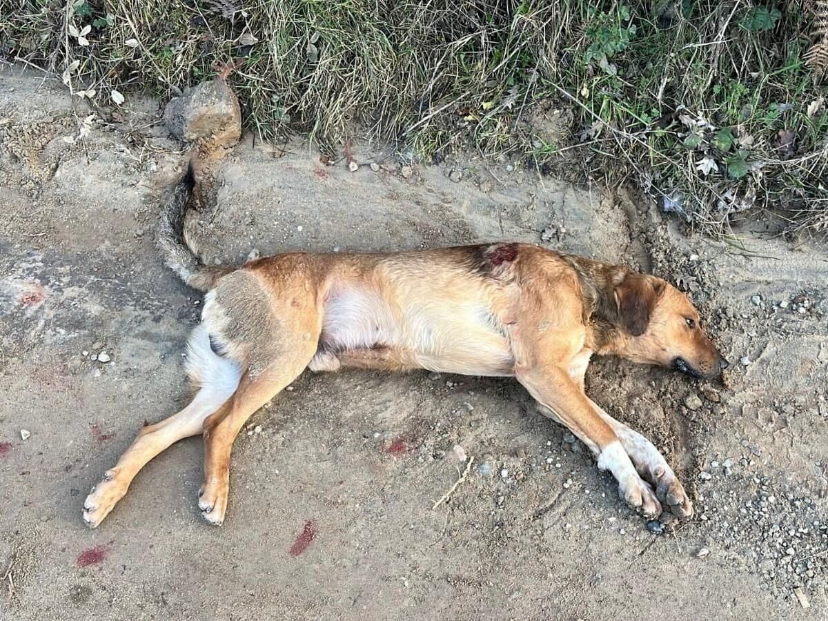 Balıkesir'in Erdek ilçesindeki Kirazlı Manastırı yakınlarında yaralı bir sokak köpeği,