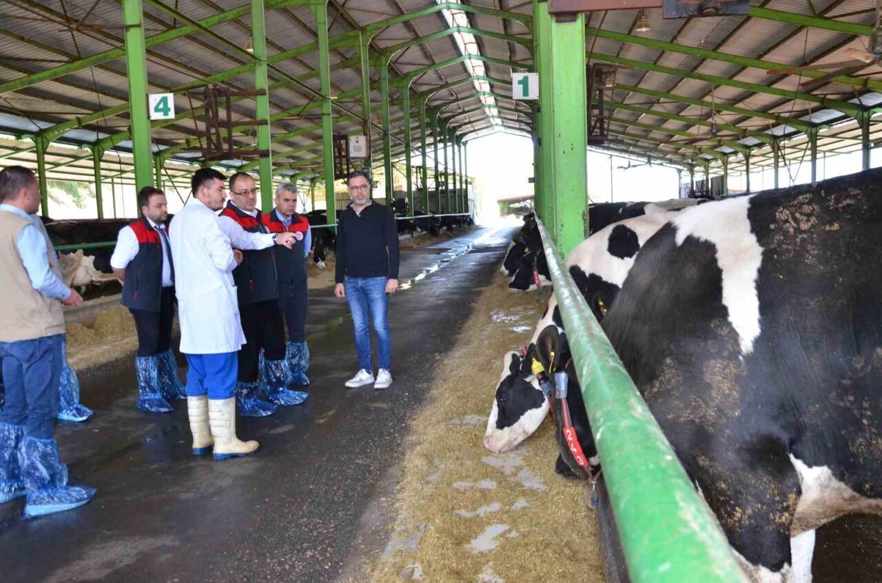 Denizli İl Tarım ve Orman Müdürü Şakir ÇINAR, büyükbaş hayvanlarda