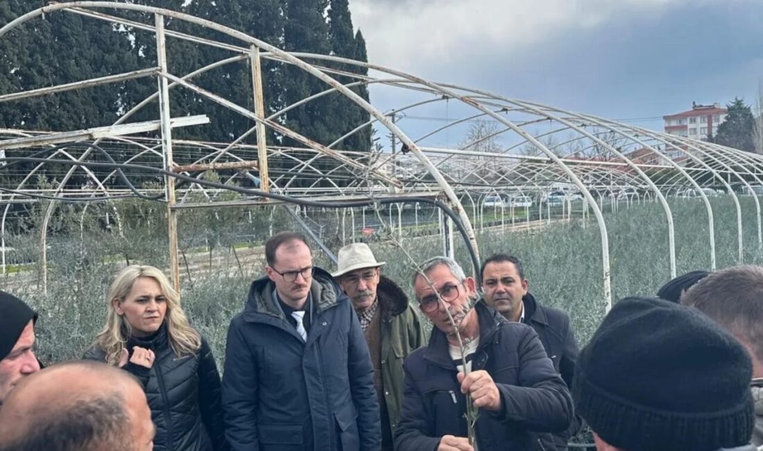 Edremit’te Zeytin Budama Kursu Kapsamında Teknik Gezi Düzenlendi Balıkesir'in Edremit ilçesinde, İlçe Tarım ve Orman Müdürlüğü ile Edremit