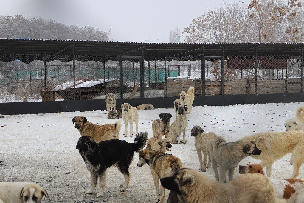 Erzincan Belediyesi, sahipsiz köpeklerle ilgili katliam iddiaları üzerine soruşturma açtı.