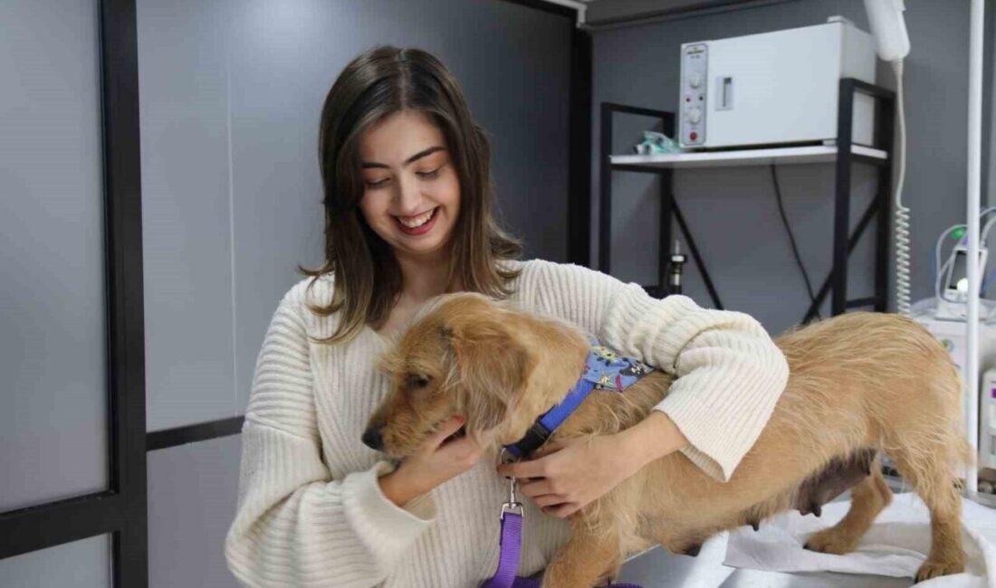 Eskişehir'in Tepebaşı ilçesinde, 21 Ocak'ta av tüfeğiyle vurulan sokak köpeği,