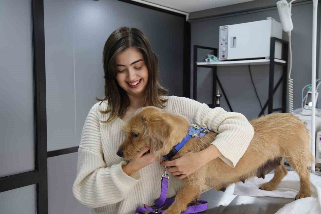 Eskişehir'in Tepebaşı ilçesinde, 21 Ocak'ta av tüfeğiyle vurulan sokak köpeği,