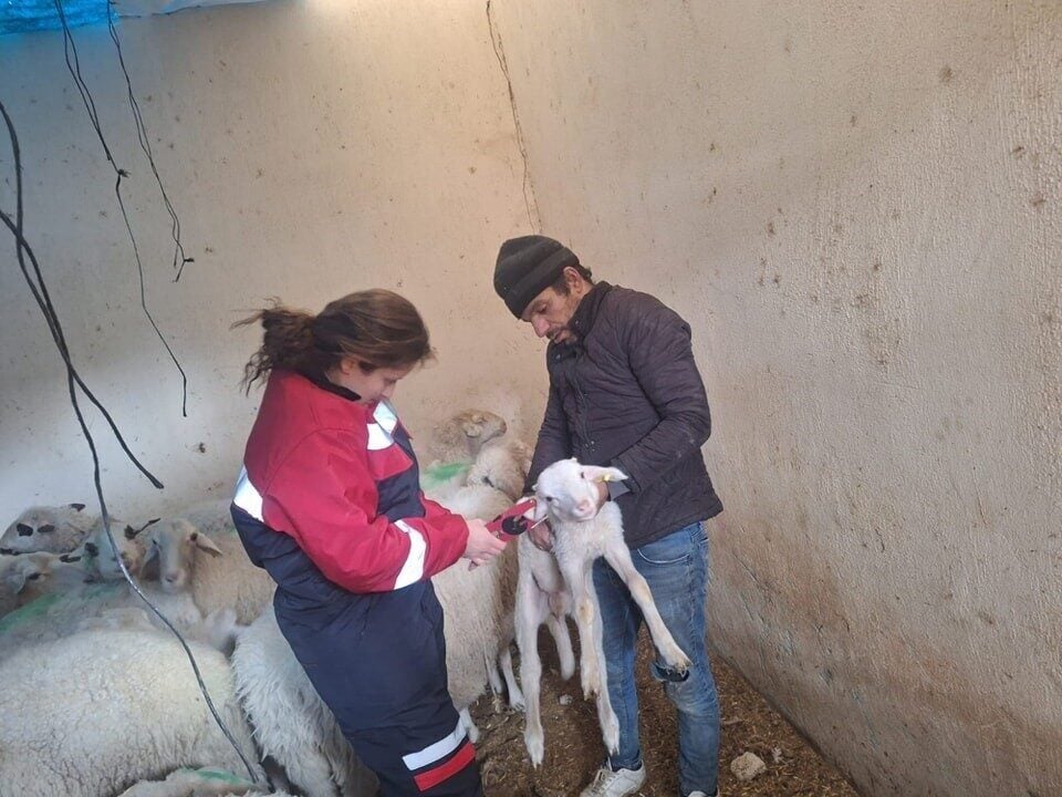 Afyonkarahisar'ın Evciler ilçesinde küçükbaş hayvanlar için aşılama çalışmaları sürdürülüyor. Tarım