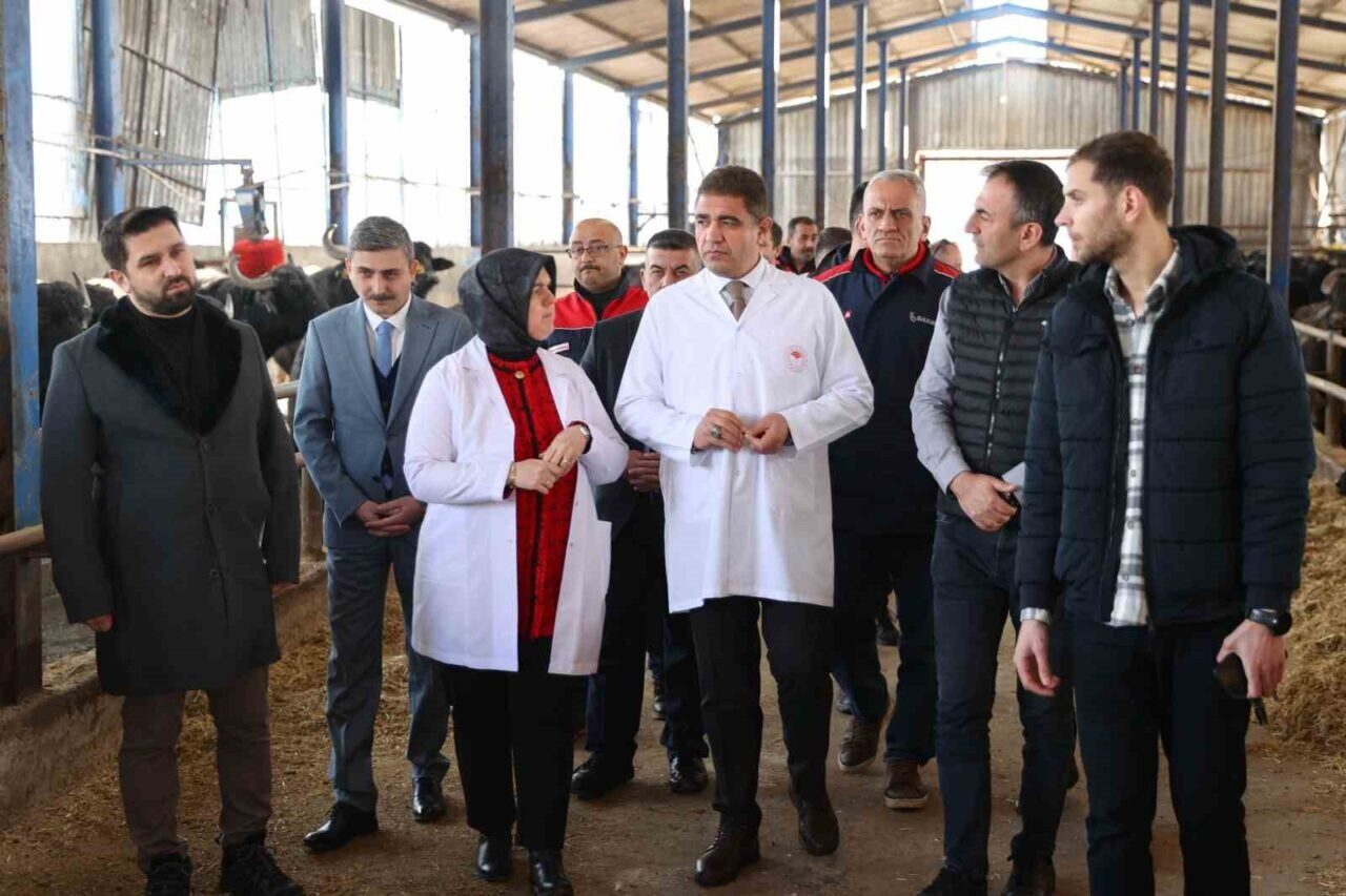 Düzce Valisi Selçuk Aslan, Kuşaçması köyündeki 600 baş manda kapasiteli