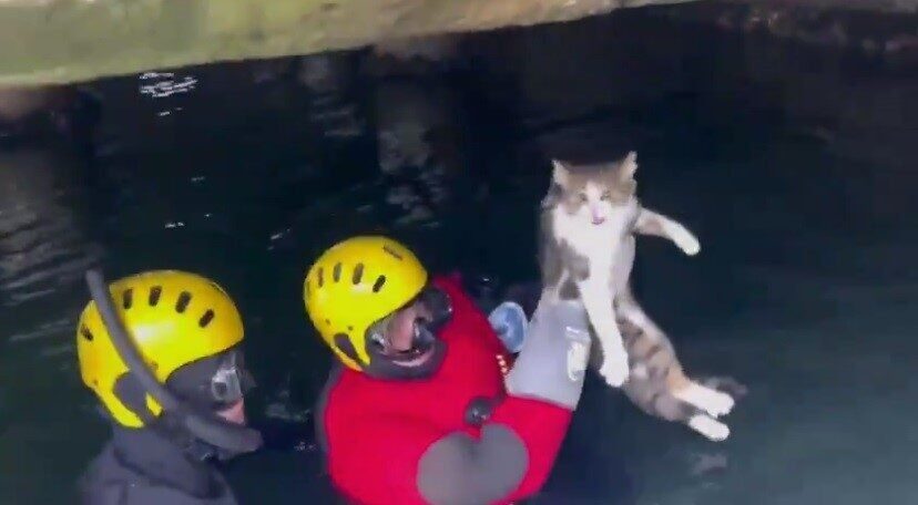 Heybeliada’da İskelenin Altında Mahsur Kalan Kedi İtfaiye Tarafından Kurtarıldı Heybeliada iskelesinde, mahsur kalan bir kedi itfaiye ekipleri tarafından kurtarıldı.