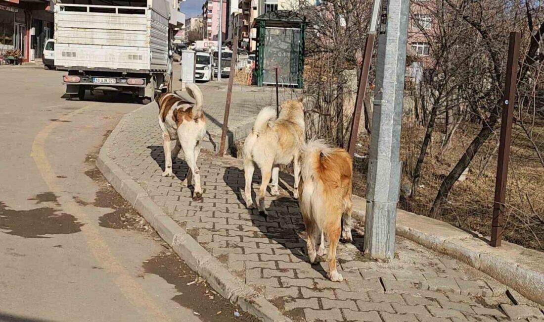 Erzurum'un İspir ilçesinde sahipsiz köpeklerin oluşturduğu tehlike, vatandaşların endişelerini artırıyor.