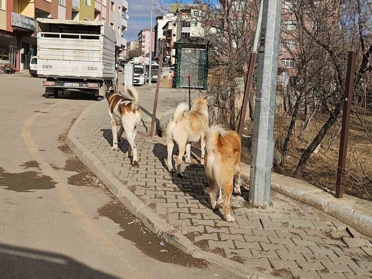 Erzurum'un İspir ilçesinde sahipsiz köpeklerin oluşturduğu tehlike, vatandaşların endişelerini artırıyor.