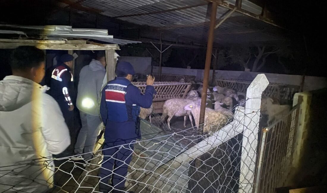 Aydın'ın Germencik ilçesinde, A.A.'nın kaybolan 80 küçükbaş hayvanı jandarma ekiplerinin