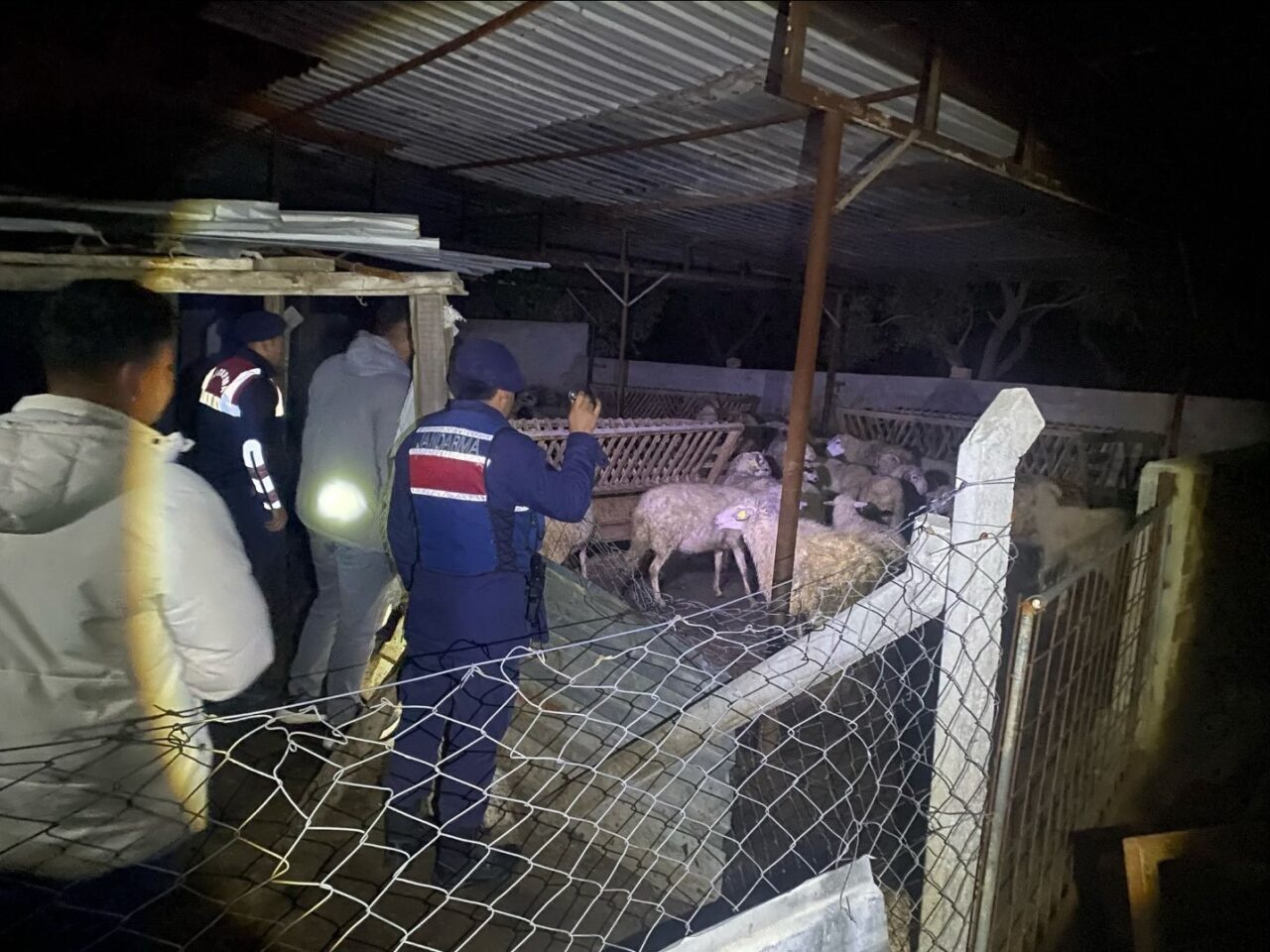 Aydın'ın Germencik ilçesinde, A.A.'nın kaybolan 80 küçükbaş hayvanı jandarma ekiplerinin