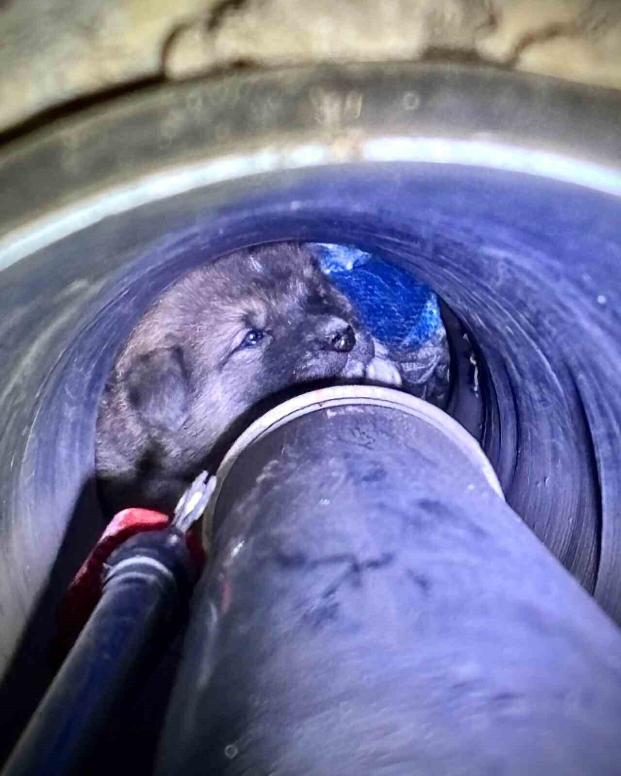 Foça, İzmir'de kanal borusuna sıkışan yavru köpek, itfaiye ekipleri tarafından