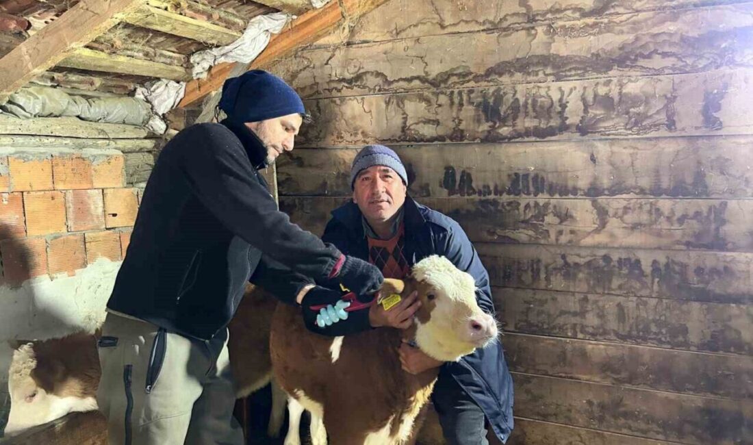 Kastamonu’da 520 Bin Doz Şap ve 200 Bin Doz Brucella Aşısı Hedefleniyor Kastamonu İl Tarım ve Orman Müdürlüğü, bu yıl 520 bin