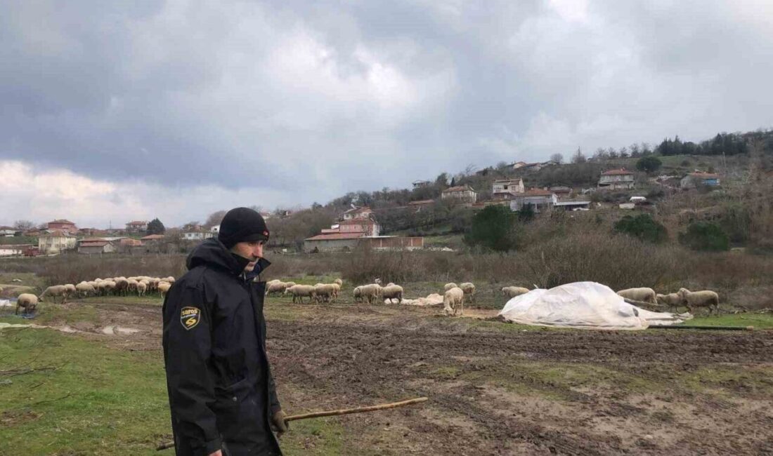 Küçükbaş Hayvancılıkta Yeniden Canlanma Beklentisi: Şeremetler Mahallesi’nde Fiyatlar Yüzleri Güldürüyor Balıkesir'in Kepsut ilçesine bağlı Şeremetler Mahallesi'nde, Süleyman Avcı, küçükbaş hayvancılığın