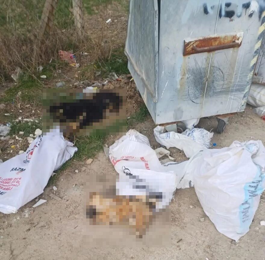 Kırklareli'nde 11 köpek ve bir kuzu, çöp konteynerinde ve Çakılı
