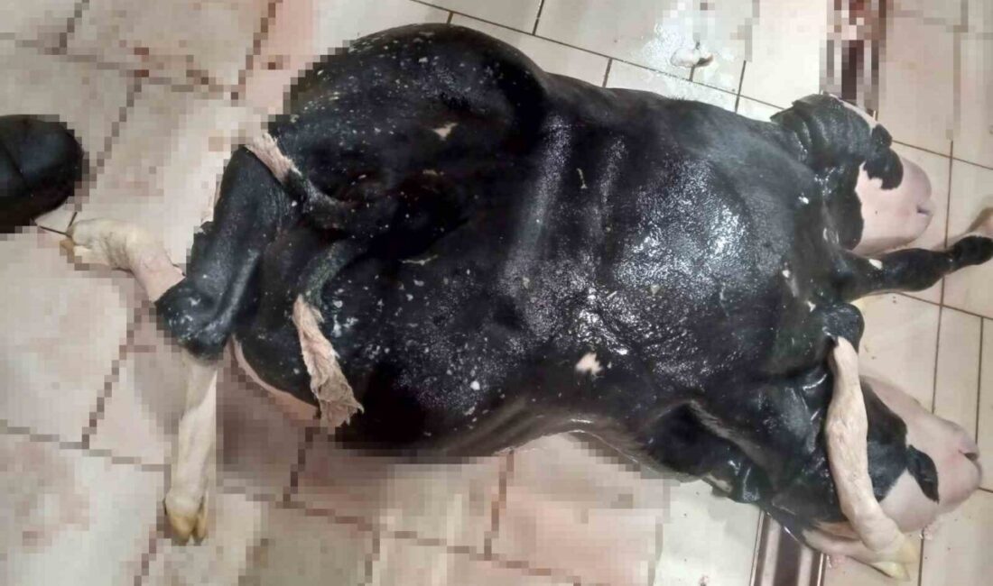 Konya'nın Karapınar ilçesindeki bir çiftlikte, sezaryen doğumla dünyaya gelen 6