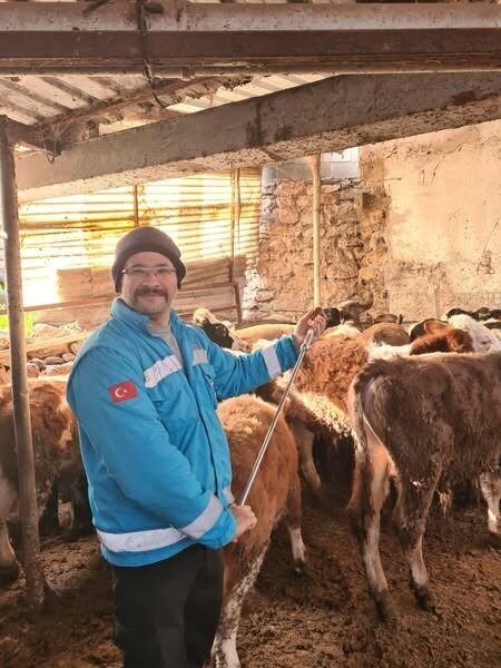 Menteşe İlçe Tarım ve Orman Müdürlüğü, kırsal mahallelerde büyükbaş hayvanlara