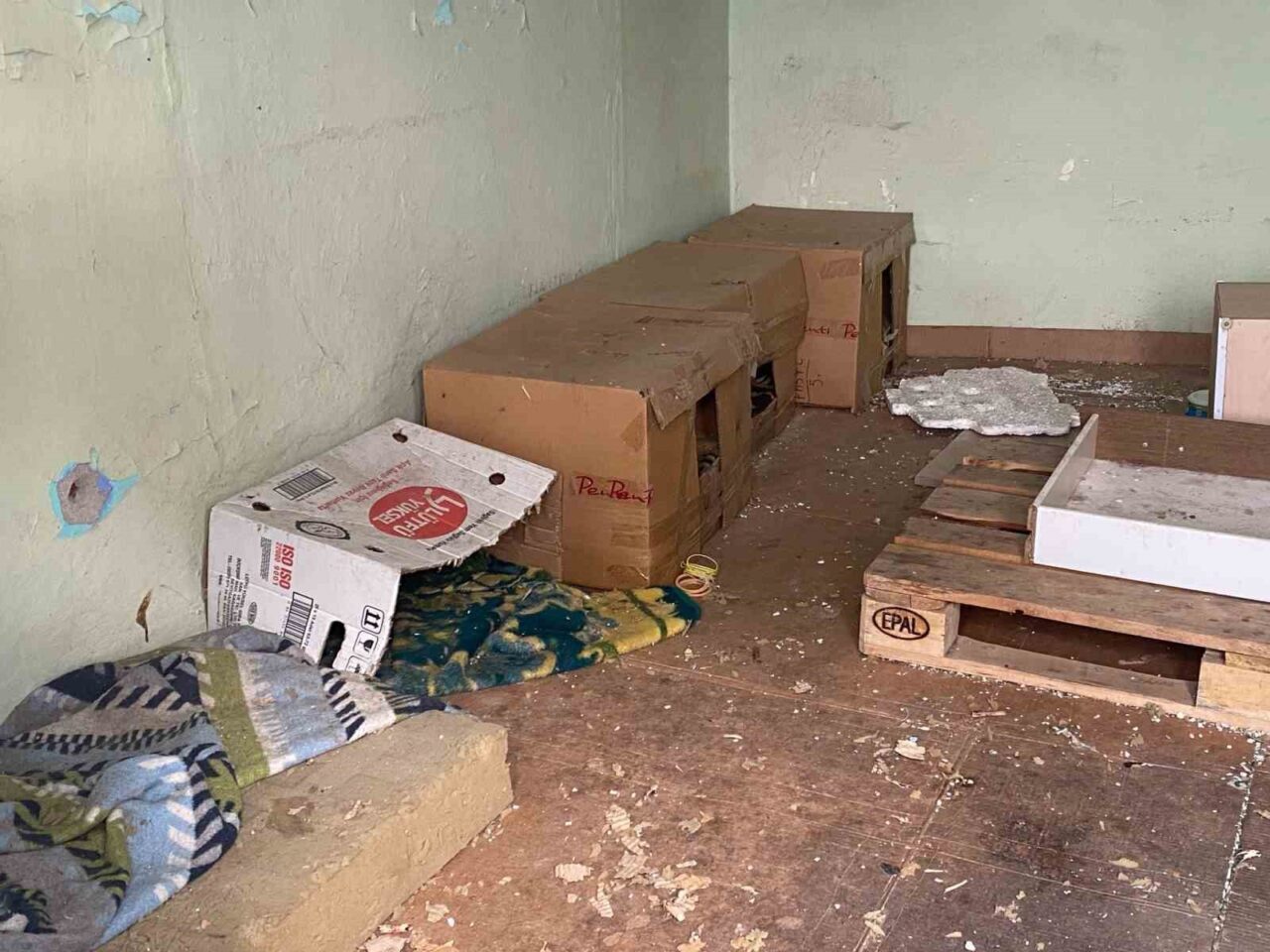 Eskişehir'de, Tepebaşı Mahallesi'ndeki metruk binada yer alan kedi evleri ilgi