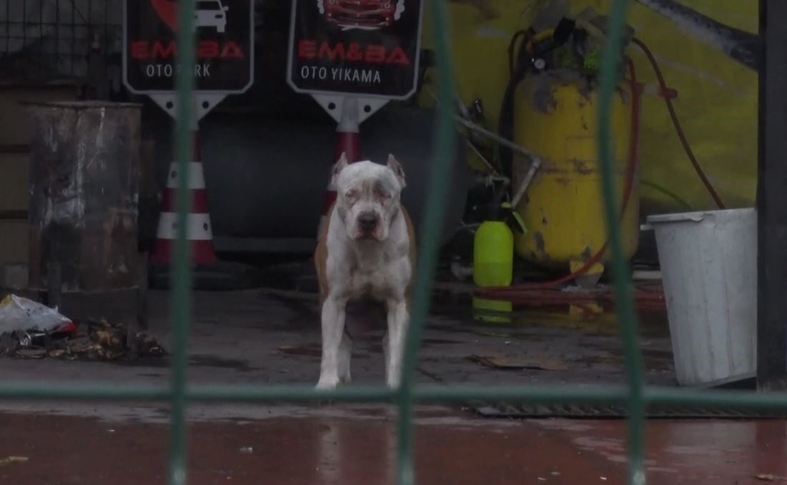 Esenyurt'ta bir oto yıkamada pitbull cinsi iki köpek, sahibi E.A.