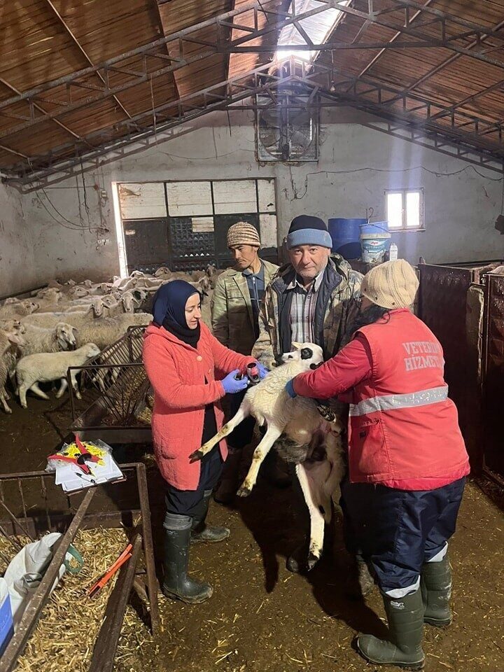 Afyonkarahisar'ın Sandıklı ilçesinde, Tarım ve Orman Müdürlüğü tarafından küçükbaş hayvanlara