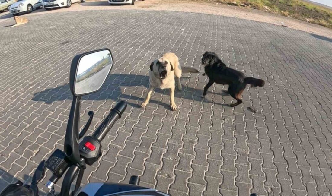 Eskişehir’de Motosiklet Sürücüsüne Saldıran Başçıboş Köpekler Kask Kamerasına Yansıdı Eskişehir'de motosiklet sürücüsü, üç başıboş köpeğin saldırısına uğradı. Durum, kask