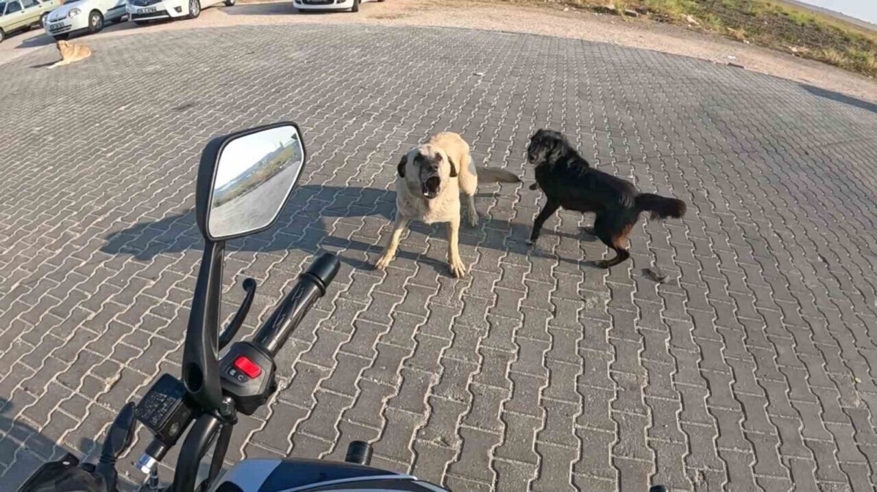 Eskişehir'de motosiklet sürücüsü, üç başıboş köpeğin saldırısına uğradı. Durum, kask