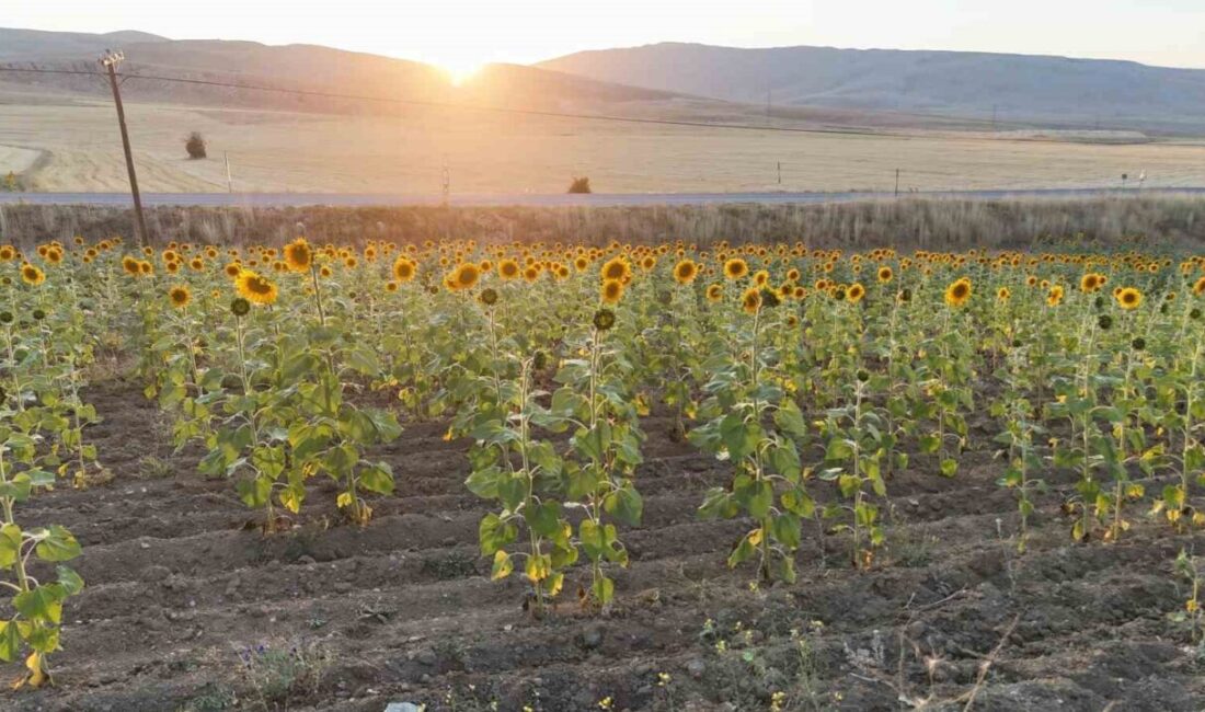 Sivas’ta 16 Bin 404 Üreticiye 903 Milyon TL Destek Ödemesi Gerçekleştirilecek Sivas'ta 16 bin 404 tarım üreticisine, 2024 yılı Hububat Baklagil