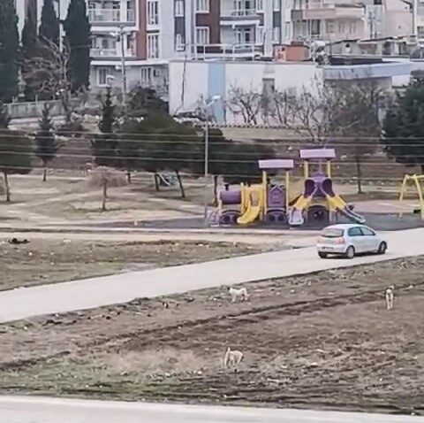Adıyaman’da Sokak Köpeklerinin Saldırısına Uğrayan 10 Yaşındaki Çocuğun Korku Dolu Anları Kameralara Yansıdı Adıyaman'da, okula giden 10 yaşındaki bir çocuğa sokak köpekleri saldırdı.