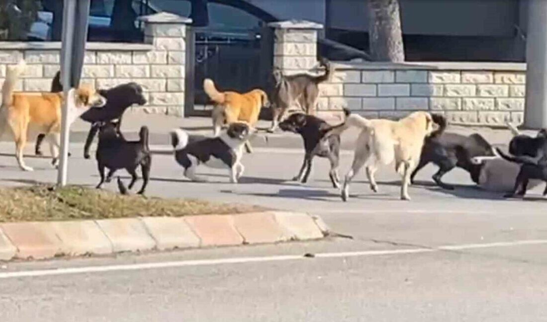 Edirne’de 15 köpek arasındaki kargaşa, vatandaşları tedirgin etti Edirne'de 15'ten fazla köpeğin bir diğerine saldırması, çevredeki vatandaşlarda korku