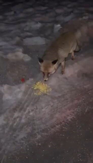 Uludağ'da çöplerde yiyecek arayan bir tilki, bir vatandaştan cips aldı.