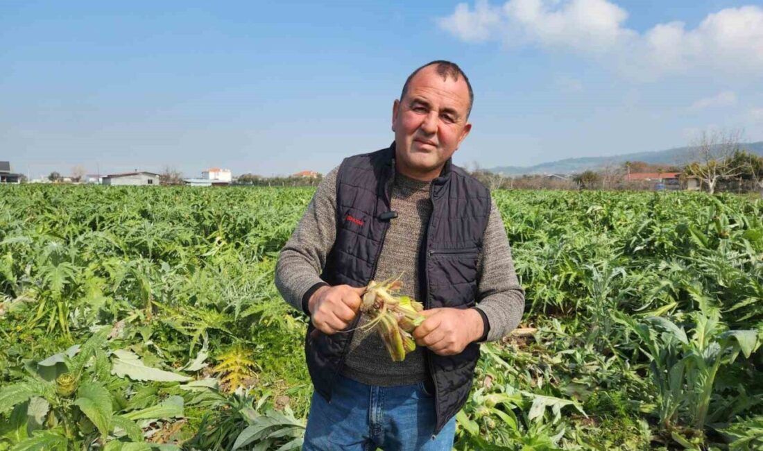 Urla’da Sakız Enginarı Bahçeleri Don Zararıyla Karşı Karşıya Kaldı İzmir'in Urla ilçesinde, coğrafi işaretli sakız enginarı bahçeleri don nedeniyle