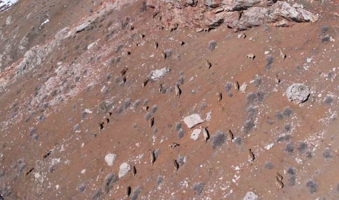 Adıyaman’da Yaban Keçileri Karayolunda Görüntülendi, Vatandaşlar Anları Ölümsüzleştirdi Adıyaman Çelikhan karayolu üzerinde yaban keçileri yiyecek ararken vatandaşlar bu