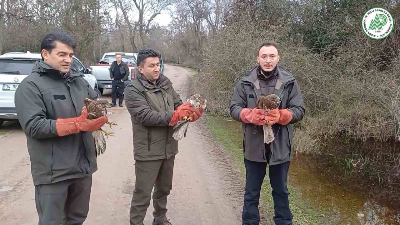 Bursa'da, yaralı olarak kurtarılan üç şahin tedavi sonrası doğaya salındı.