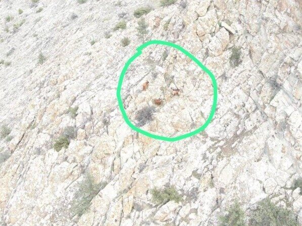 Eskişehir’de Kaybolan 4 Küçükbaş Hayvan, Jandarma Ekiplerinin Drone Desteğiyle Bulundu Eskişehir'in Mihalgazi ilçesinde Y.K.'ya ait 4 küçükbaş hayvan, jandarma ekiplerinin