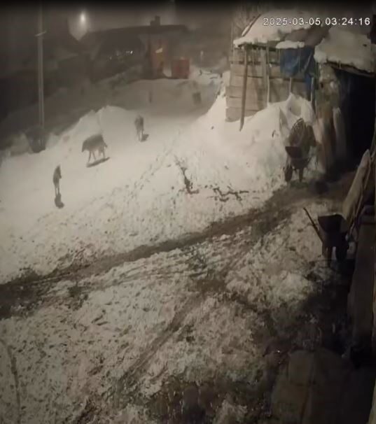 Ardahan'ın Göle ilçesinde aç kalan sekiz kurt, Karliyazı köyünde Tayfun