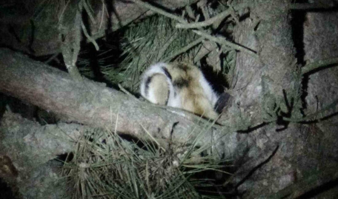 Mudurnu’da Ağaçta Mahsur Kalan Kedi, İtfaiyenin Başarılı Müdahalesiyle Kurtarıldı Bolu'nun Mudurnu ilçesinde bir ağacın üzerine mahsur kalan kedi, itfaiye
